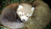 pandamláďata panda červená 2022